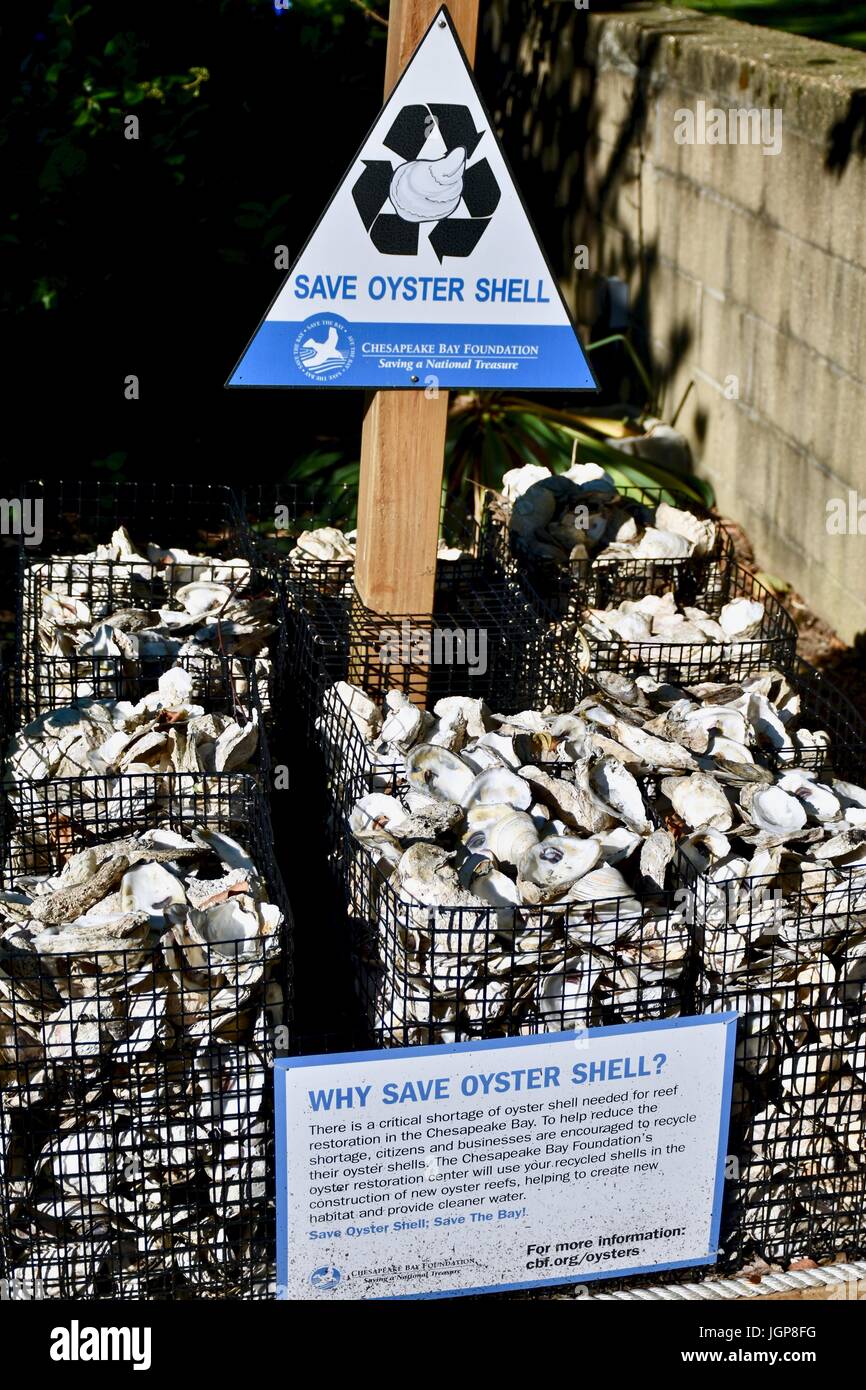 Recycled oyster shells Stock Photo Alamy