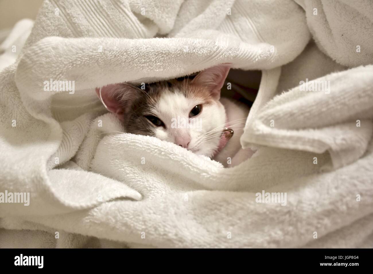 Adorable White Cat In Pile Of Blankets Stock Photo Alamy