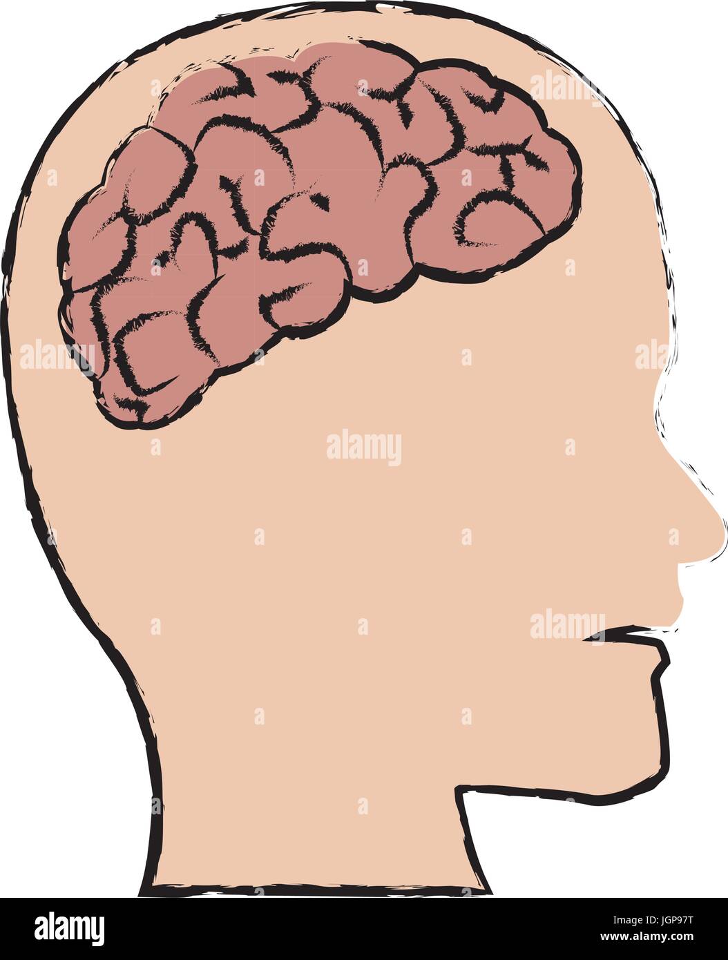 human brain medical schematic anatomy vector illustration Stock Vector ...