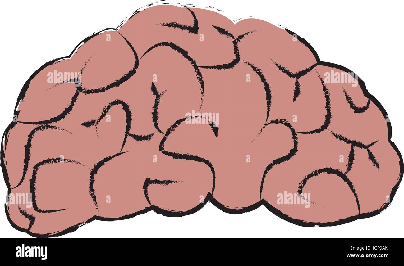 brain human organ part anatomy vector illustration Stock Vector Image &amp; Art - Alamy
