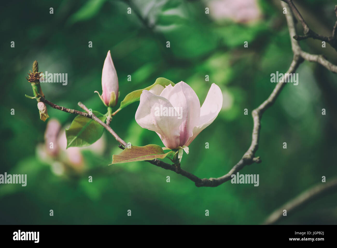 Blossoming of magnolia white flowers in spring time, retro vintage ...