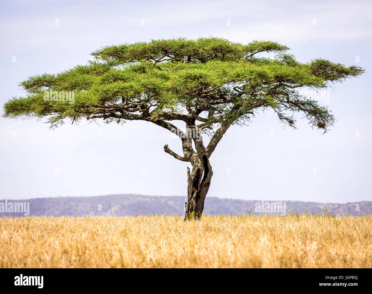 Acacia Tree Stock Photo