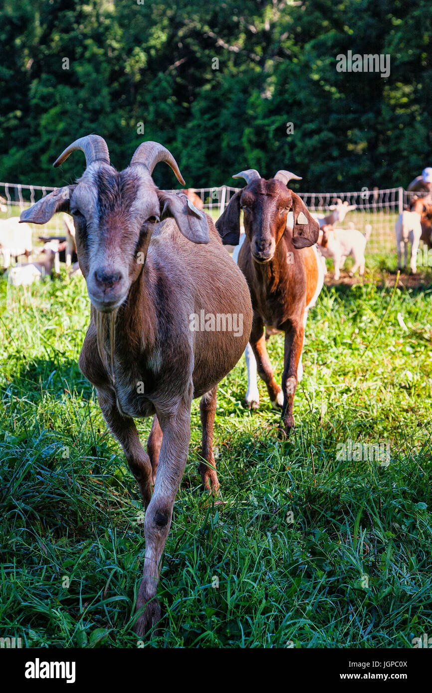 Goats on Farm,  animal portrait Stock Photo