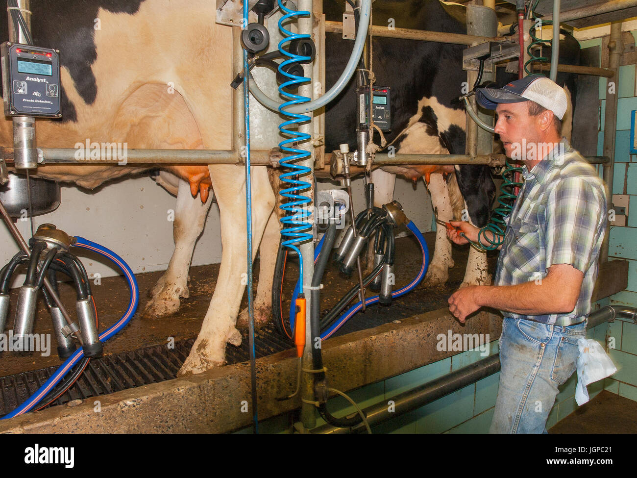 American farmer milking cow Stock Photo