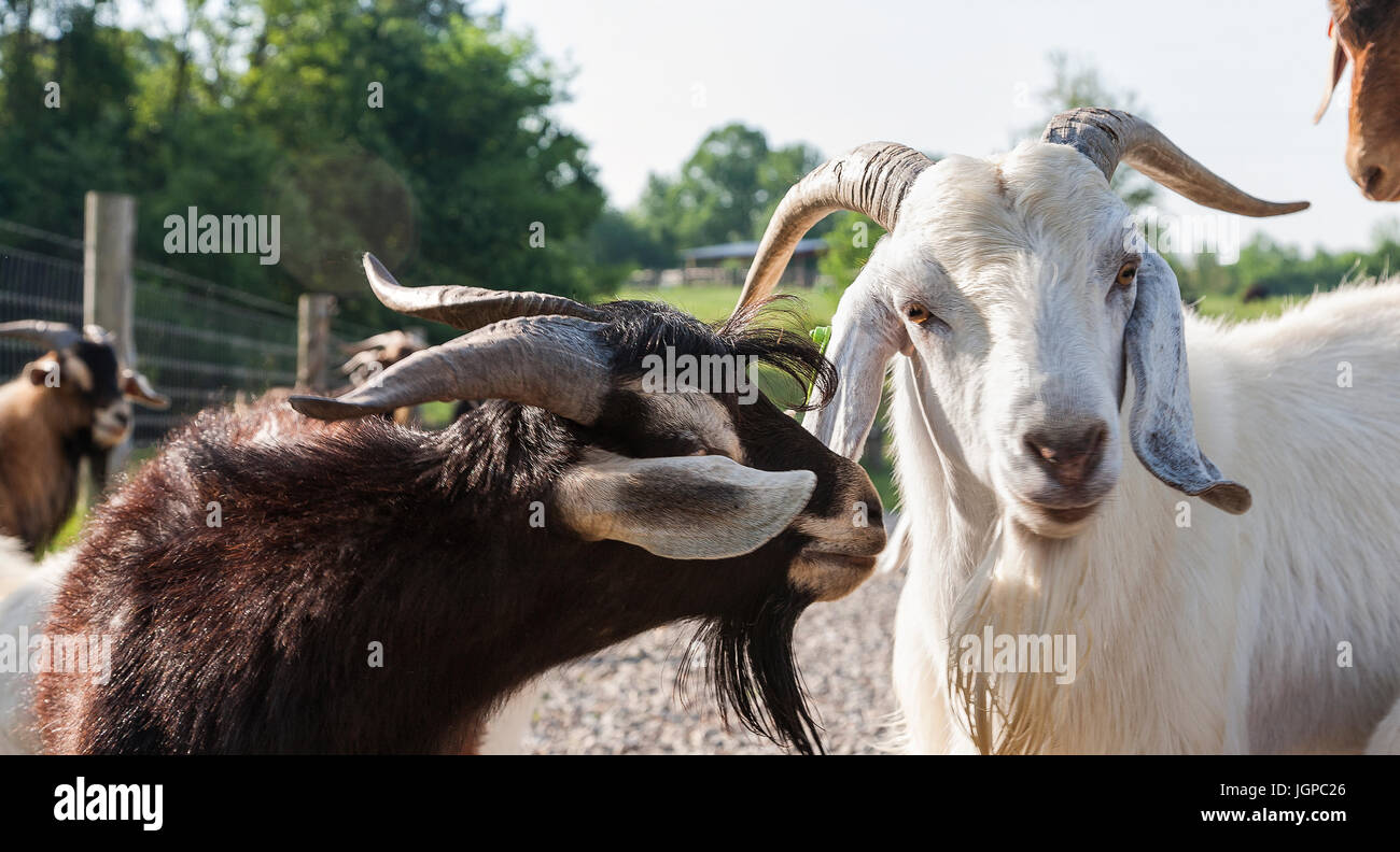 2 Goats engage Stock Photo
