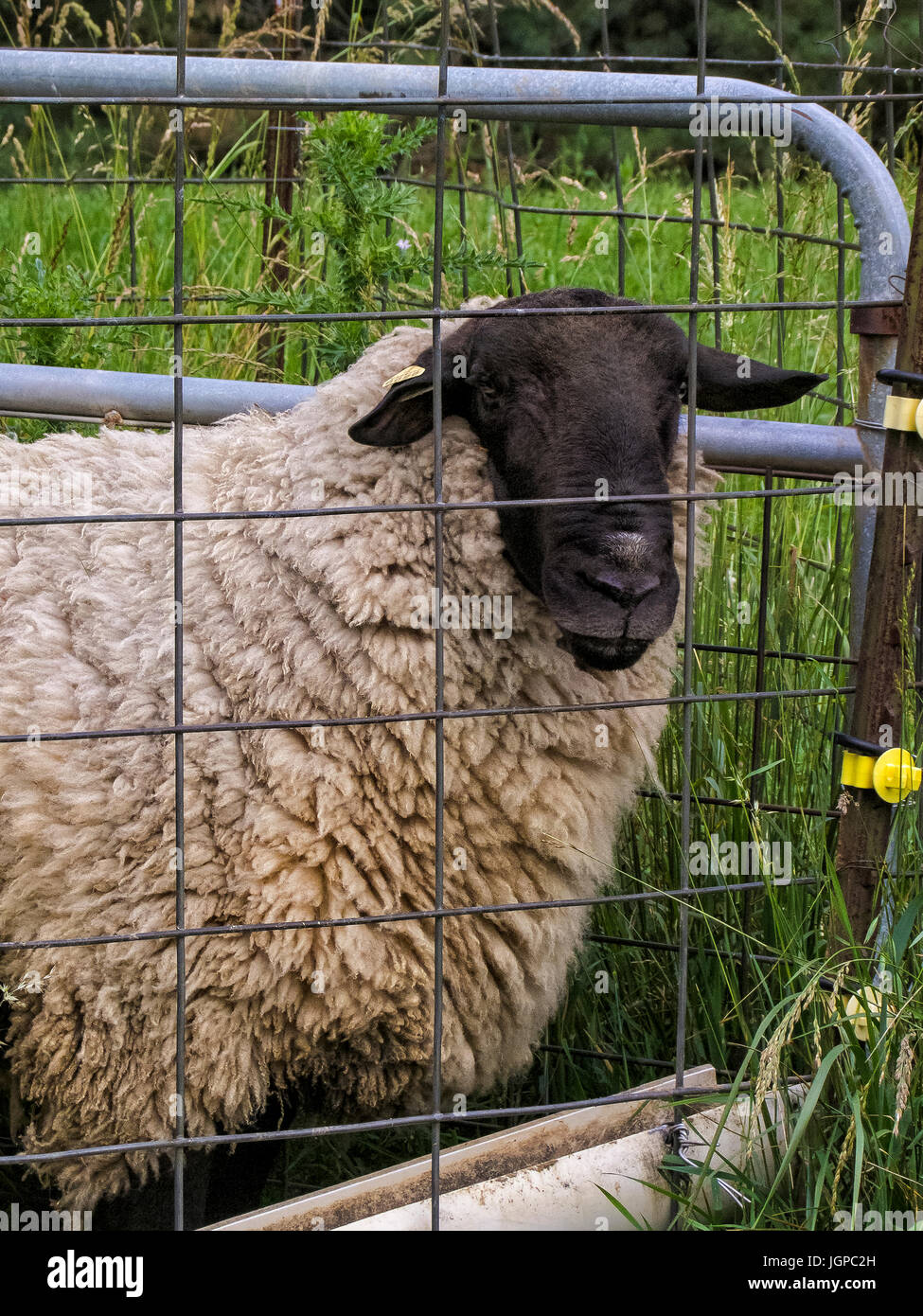 Farm animal, sheep Stock Photo