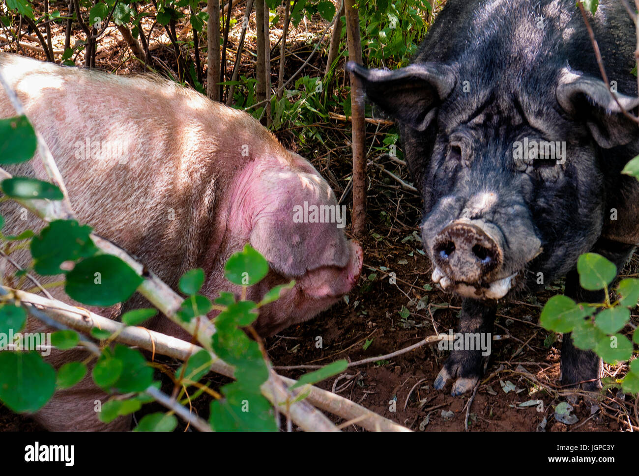 Free range pigs, pink and black Stock Photo