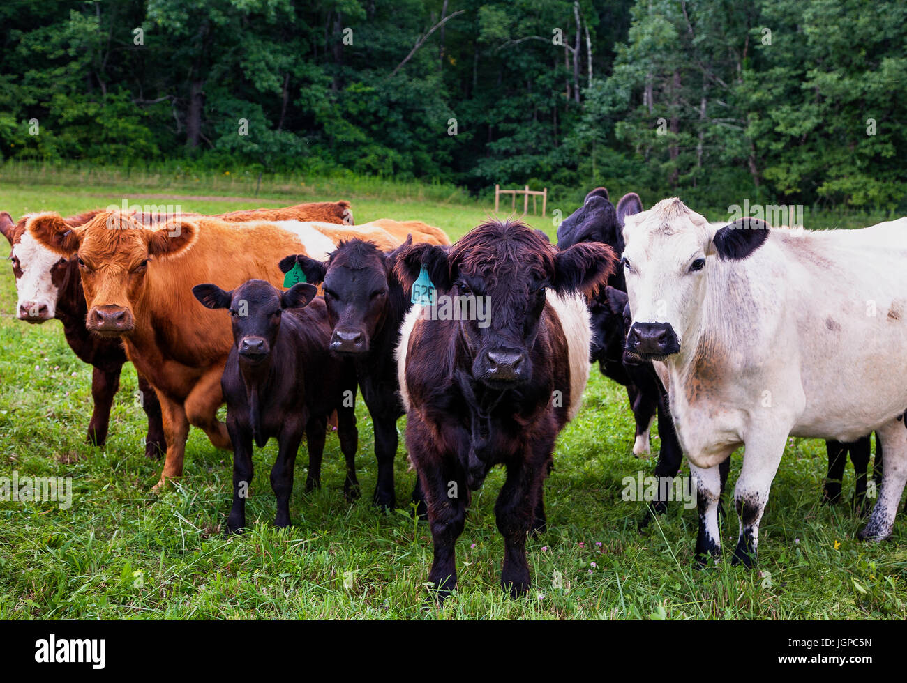 Cows on farm Stock Photo