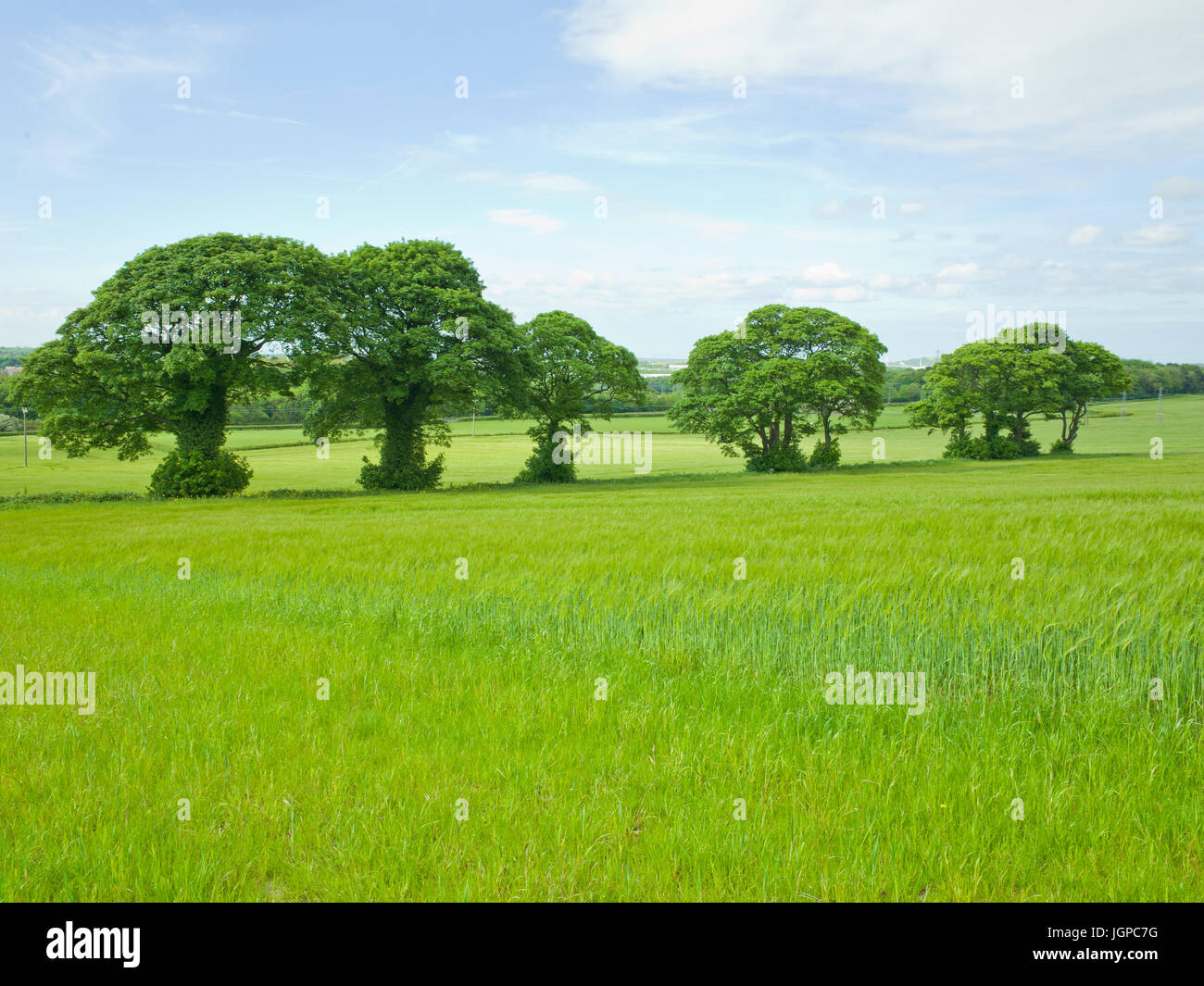 Row trees field hi-res stock photography and images - Alamy