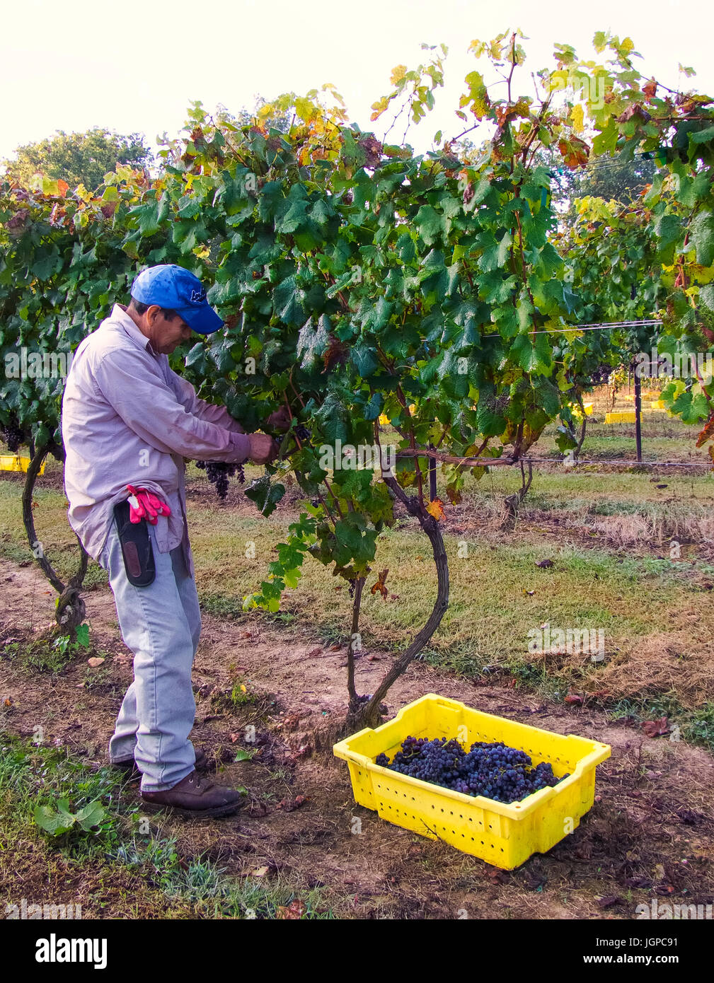 Farm picker ,working in American vineyard Stock Photo