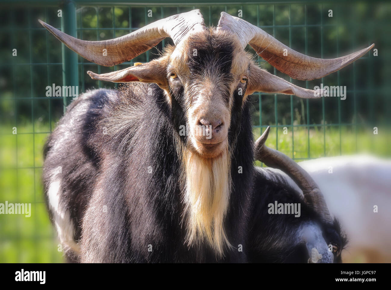 Billy goat portrait Stock Photo