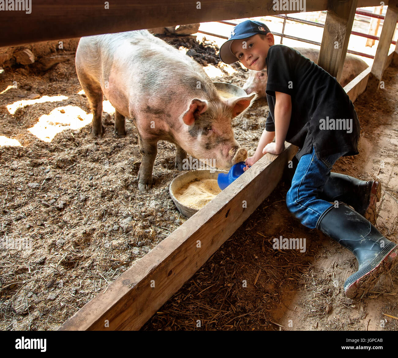 7-8 year old boy feeding large pink big on family farm Stock Photo