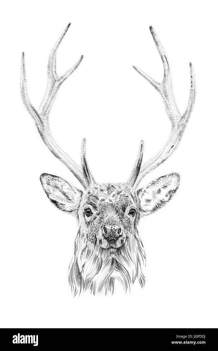 185 Deer Pencil Drawings High Res Illustrations - Getty Images