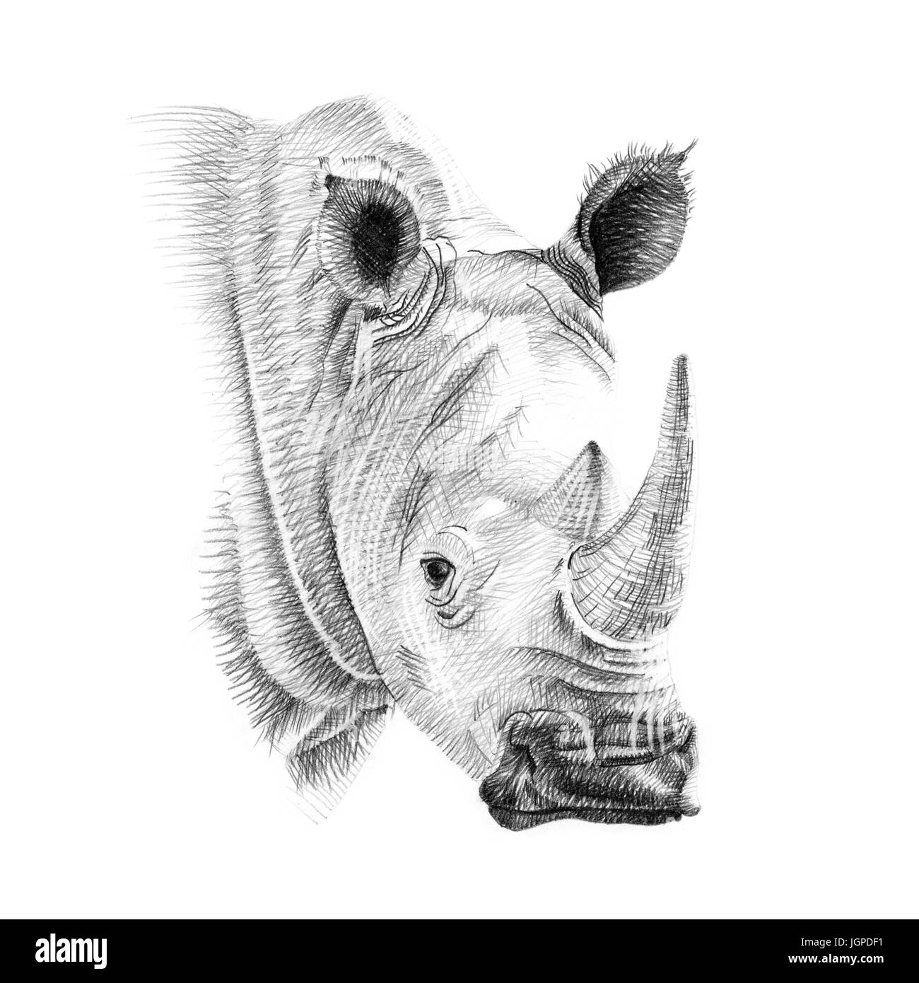 Portrait of rhino drawn by hand in pencil. Originals, no tracing Stock