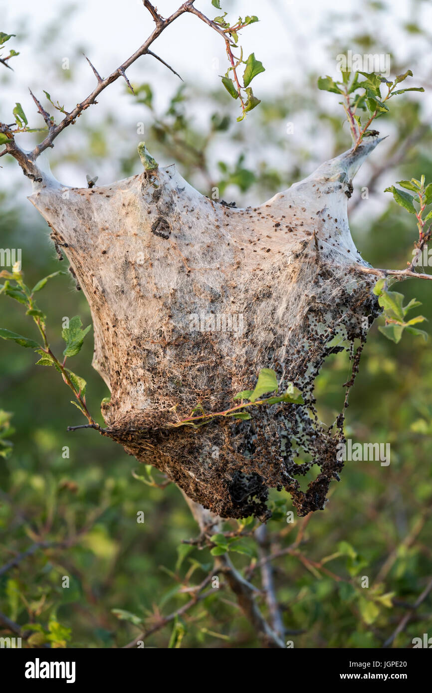 Caterpillar nest (Lymantria dispar Stock Photo - Alamy