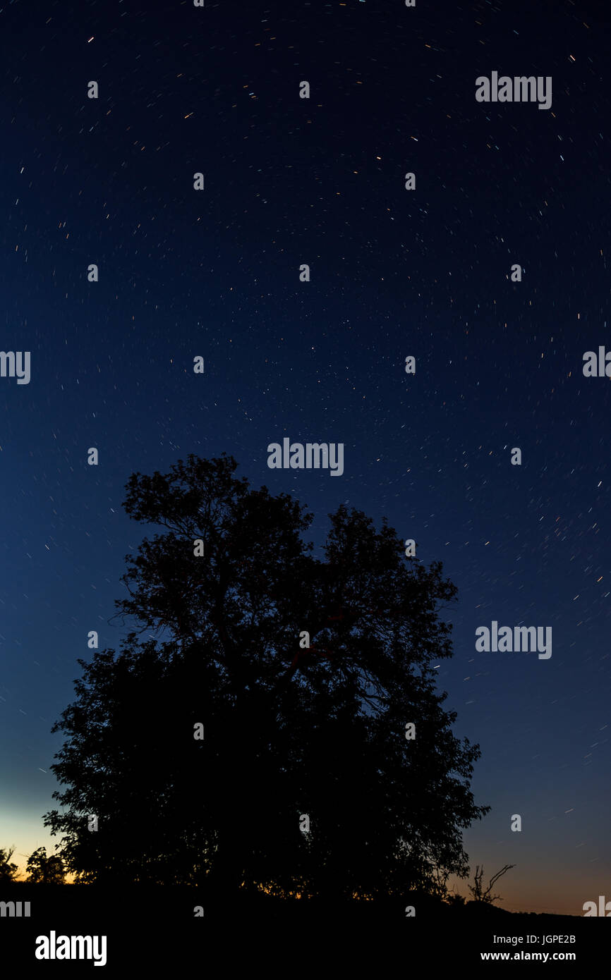 At night starry sky and one tree Stock Photo