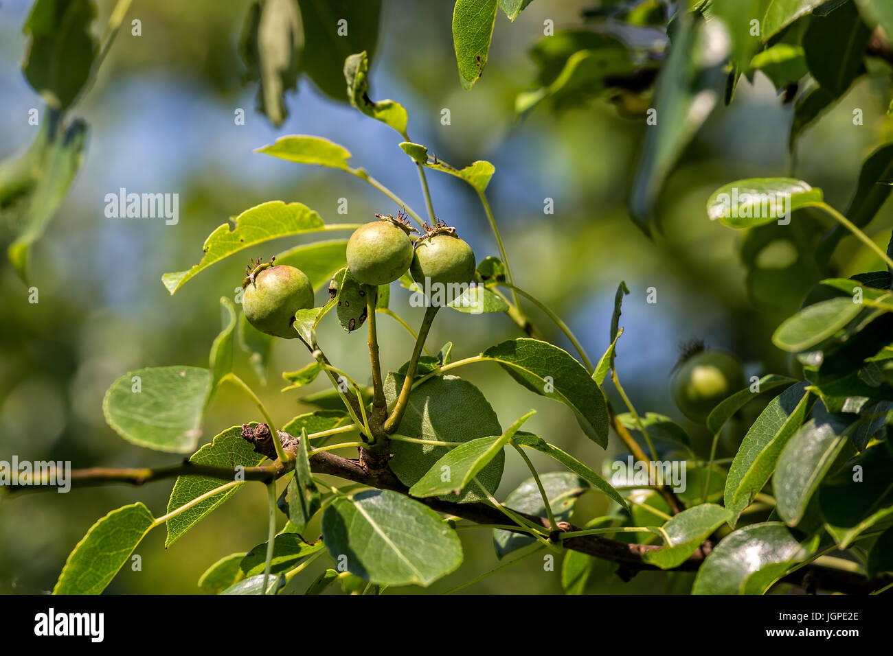 Wild Pear, pyrus pyraster at spring Stock Photo