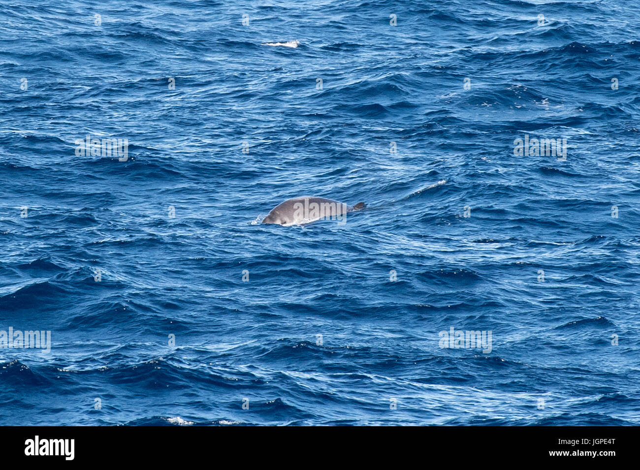 Adult Gervais' beaked whale, Mesoplodon europaeus, surfacing, several hundred miles off Portugal, Atlantic Ocean Stock Photo