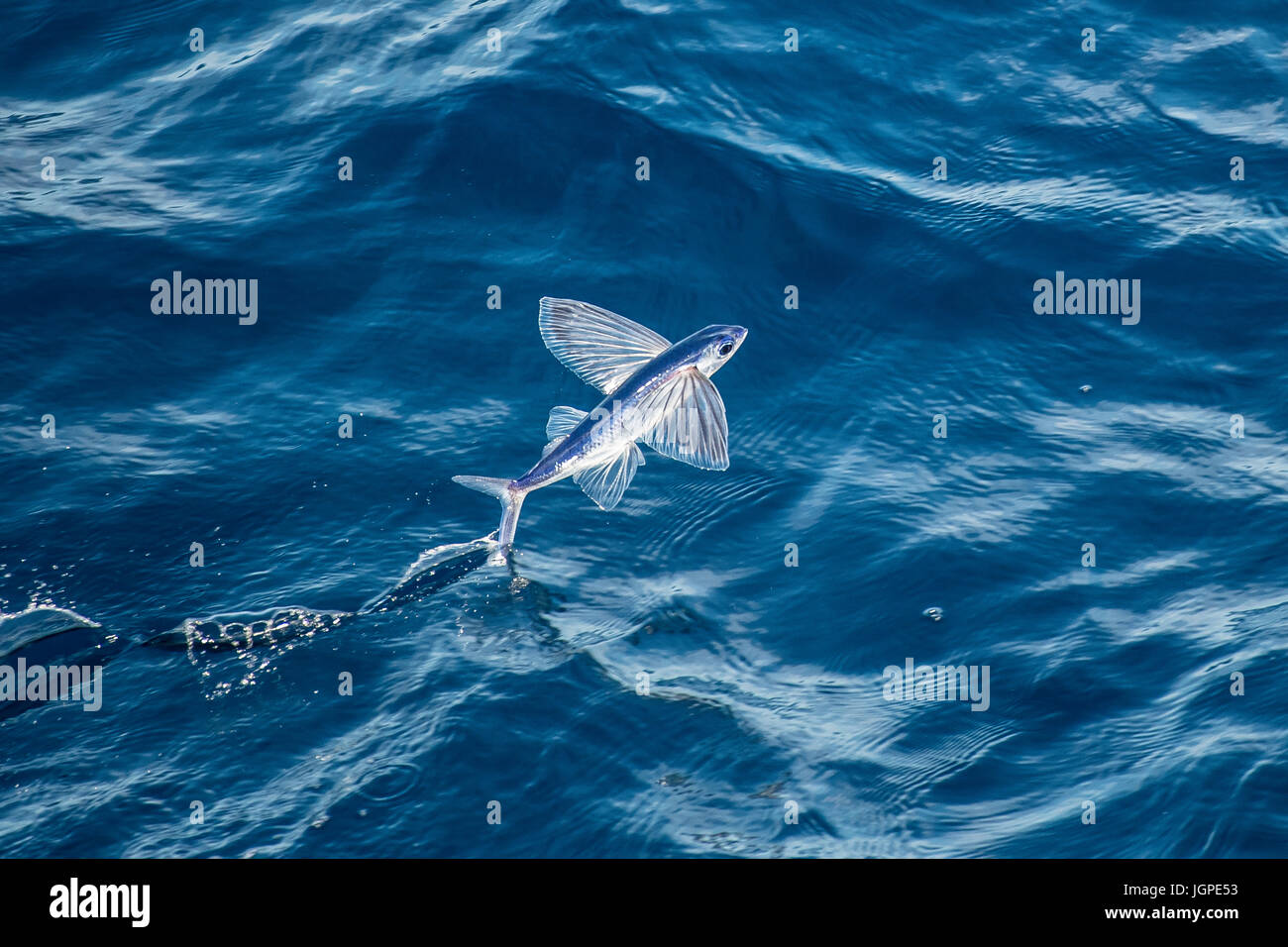 Flying fish species taking off, several hundred miles off Mauritania, North Africa, North Atlantic Ocean Stock Photo