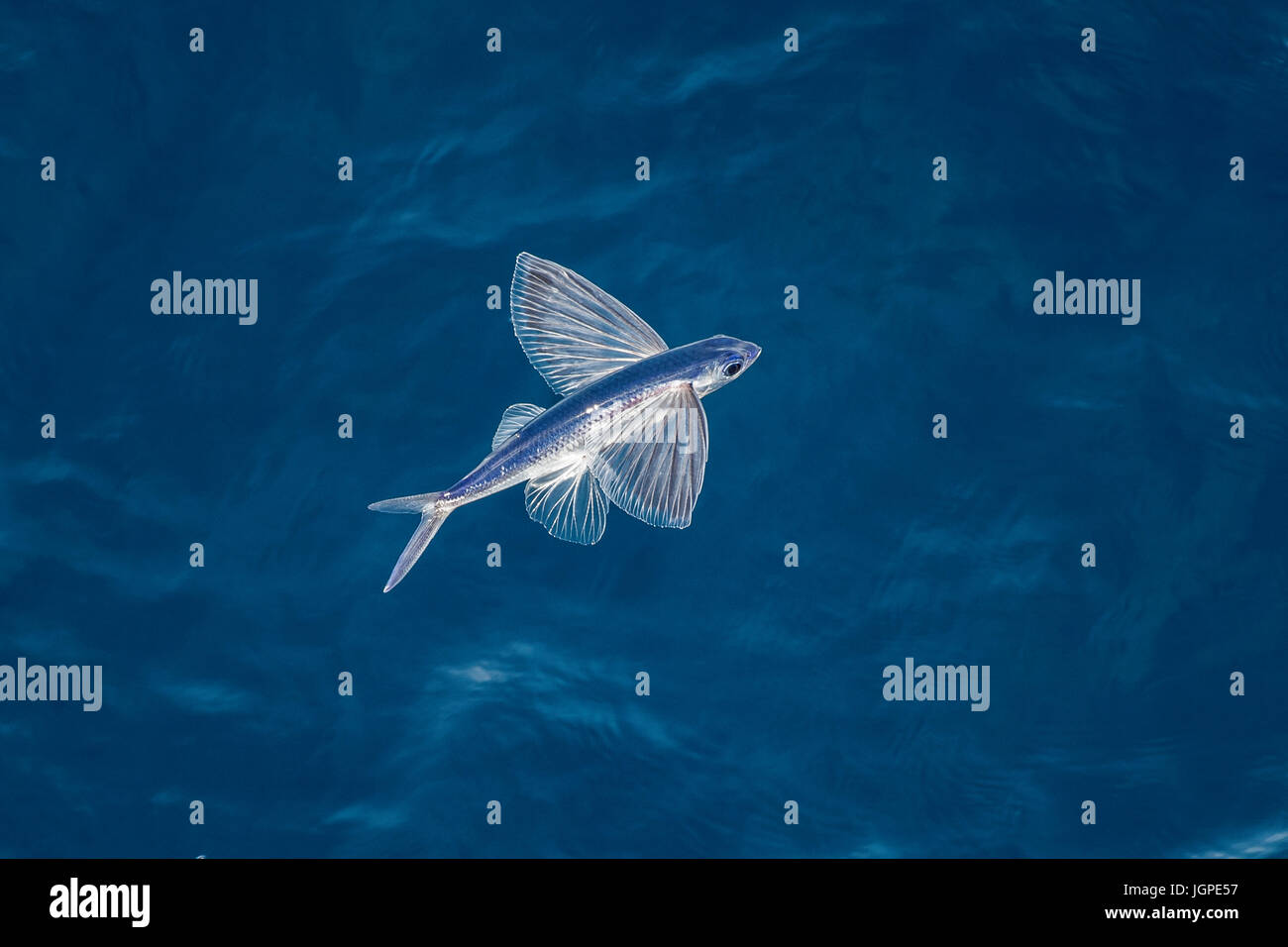 Flying fish species in mid-air, several hundred miles off Mauritania, North Africa, North Atlantic Ocean Stock Photo