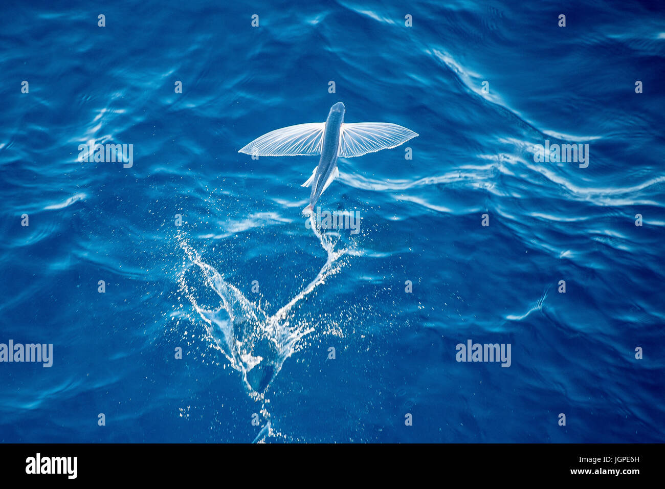 Flying Fish Species, taking off, scientific name unknown, several hundred miles off Mauritania