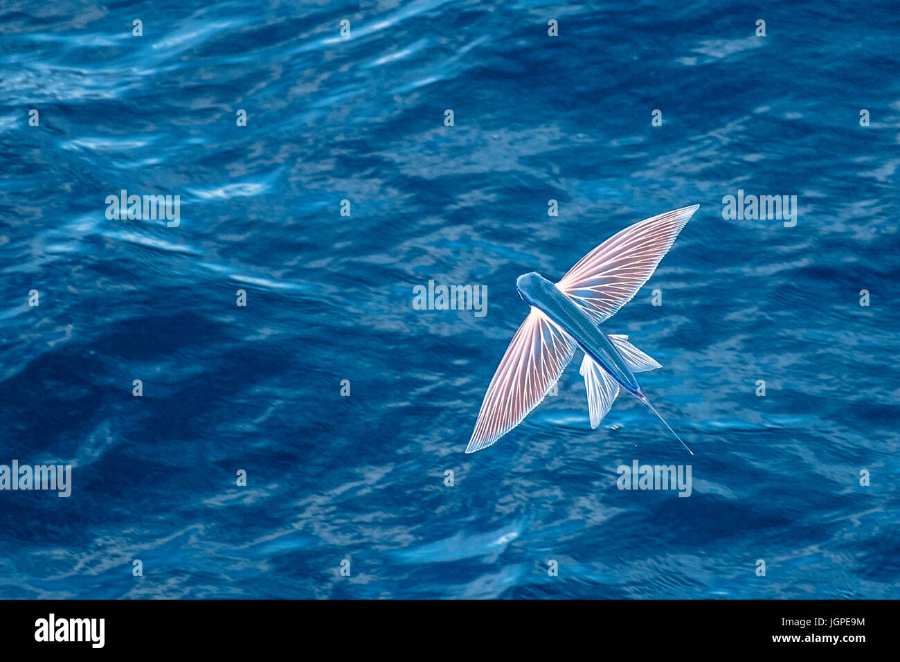 Sailfin Flying Fish, Parexocoetus brachypterus, in mid air, several hundred miles off Mauritania, North Africa, North Atlantic Ocean Stock Photo