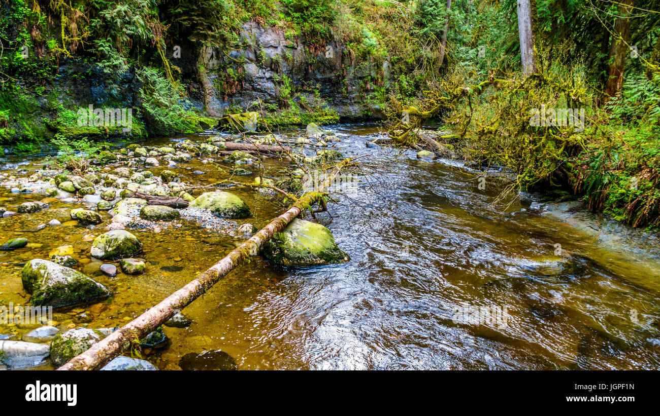 Rocks, trees and boulders in the Salmon habitat of a fast flowing