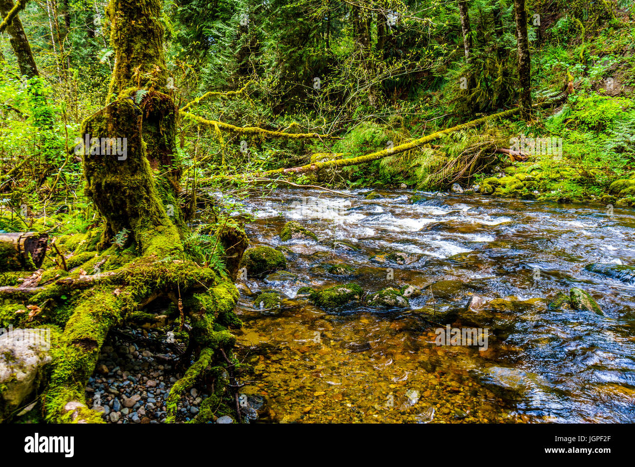 Rocks, trees and boulders in the Salmon habitat of the fast flowing Kanaka Creek in Kanaka Creek Regional Park near Maple Ridge, British Columbia Stock Photo