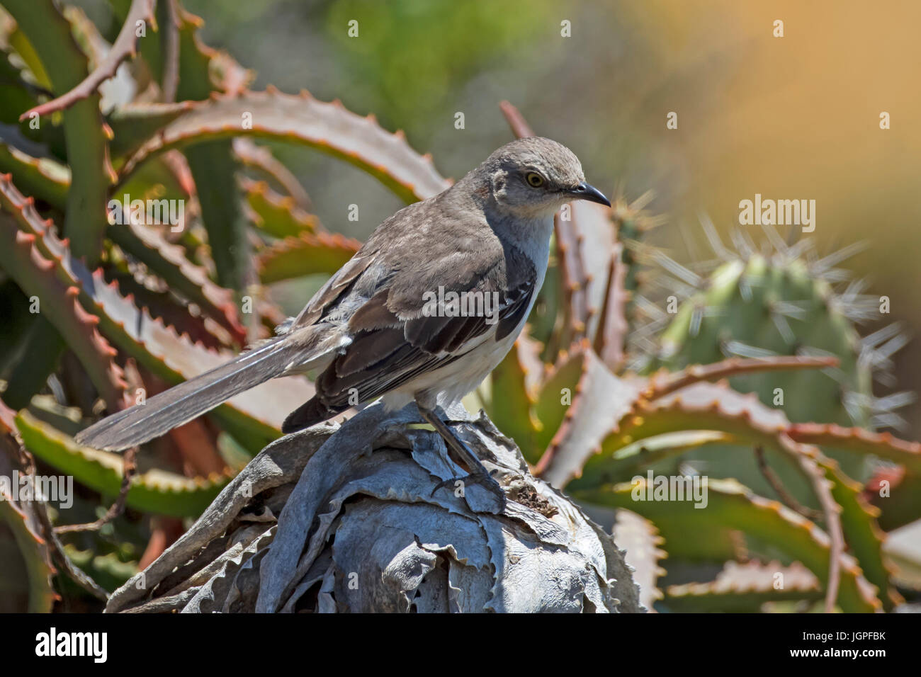 Bird at Laguna Beach shore park in California Stock Photo
