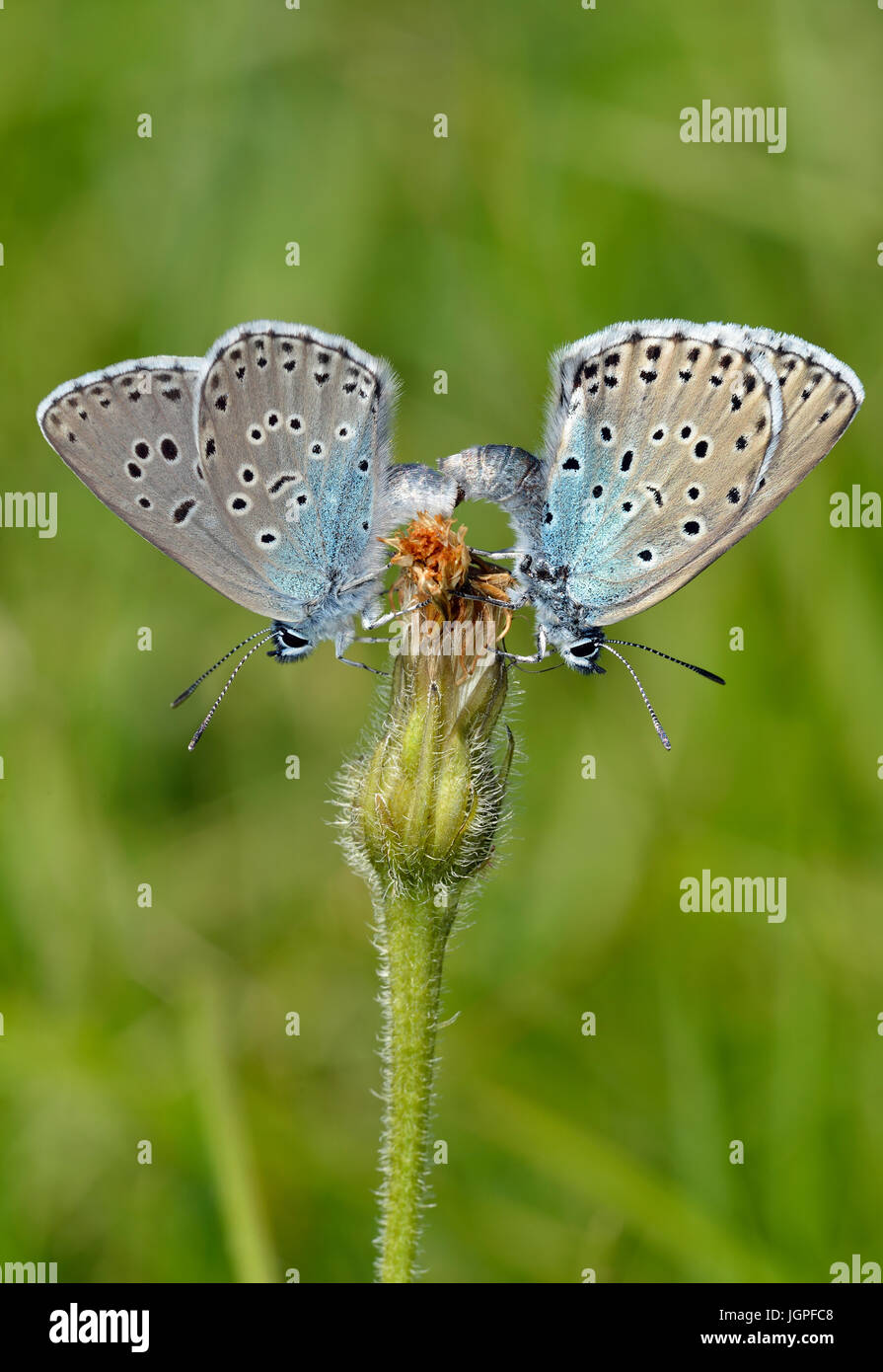 Large Blue Butterfly - Maculinea arion Pair Mating Stock Photo