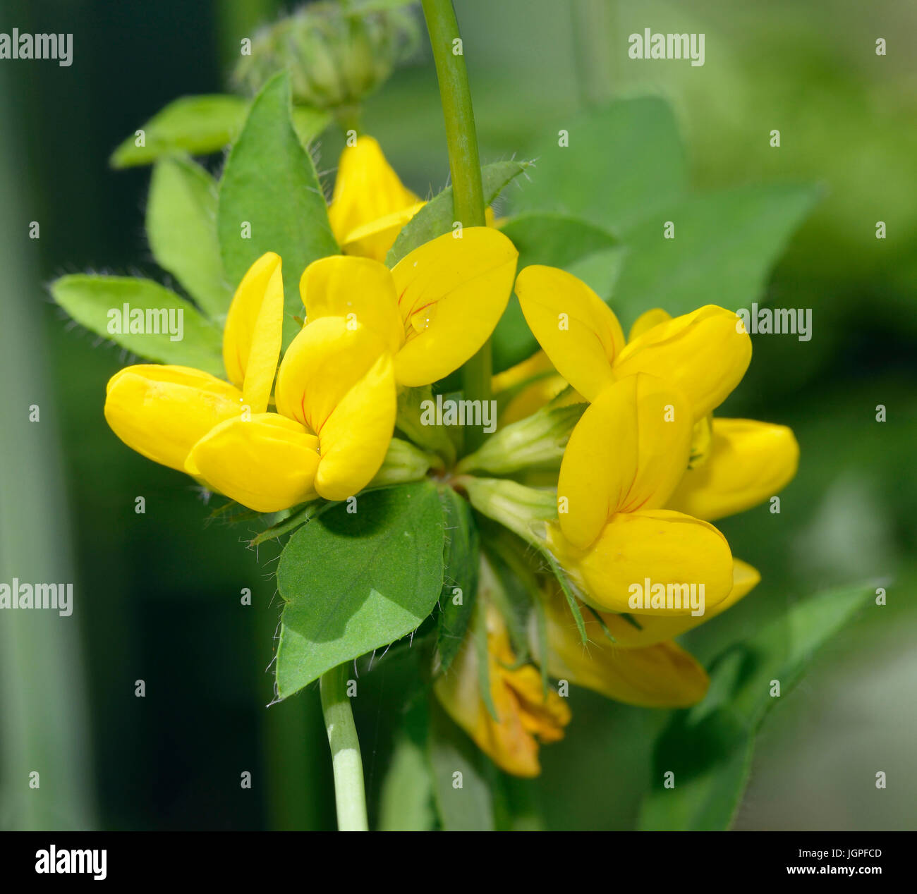 Greater Bird's-foot Trefoil - Lotus pedunculatus Yellow Flowers Stock Photo