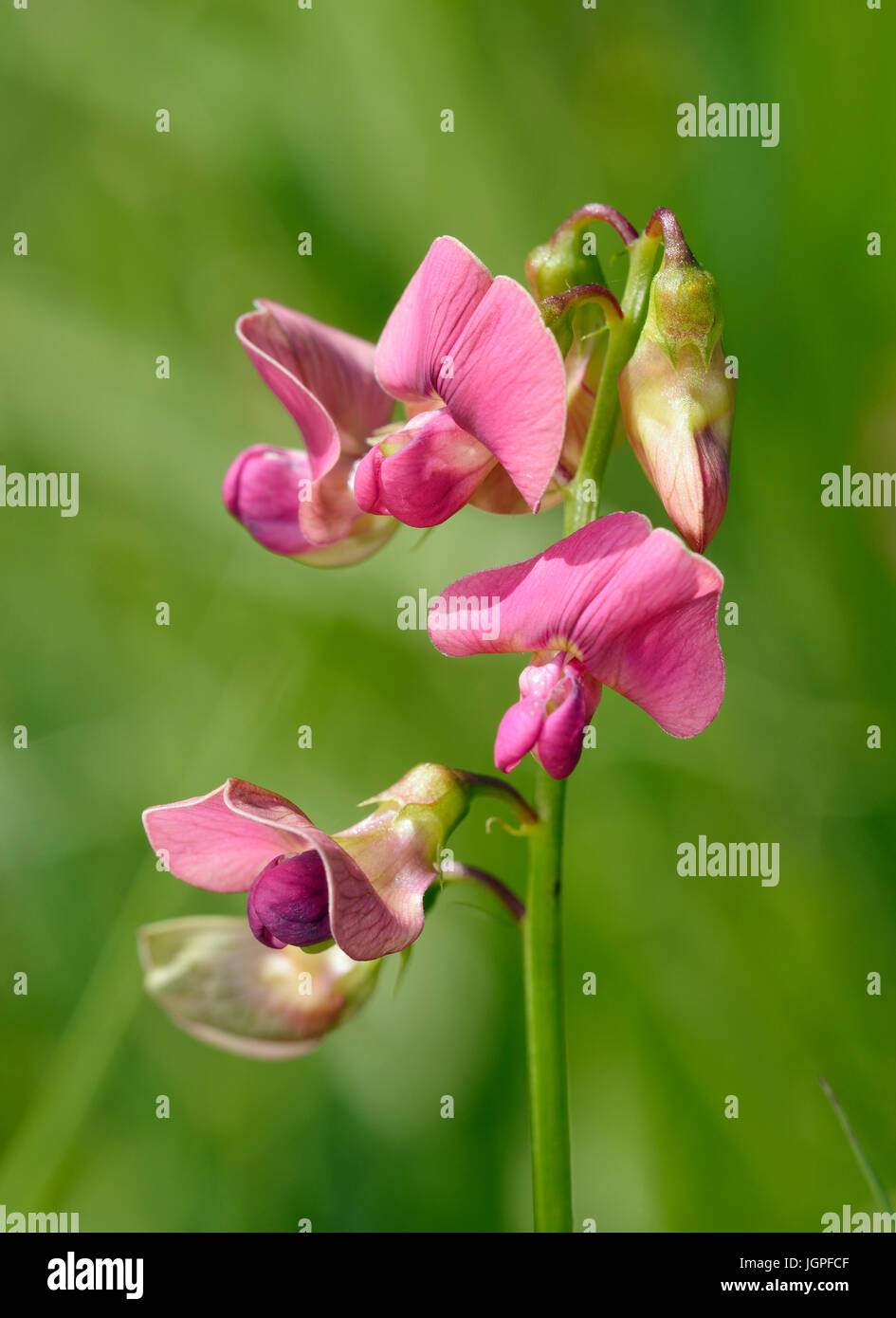 Broad-leaved Everlasting-pea - Lathyrus latifolius Pink Pea Flower Stock Photo