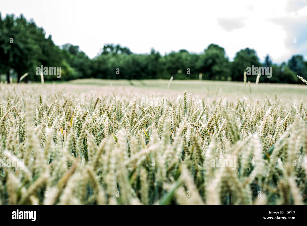 Wheat field Ears of golden wheat close up with Beautiful Nature ...