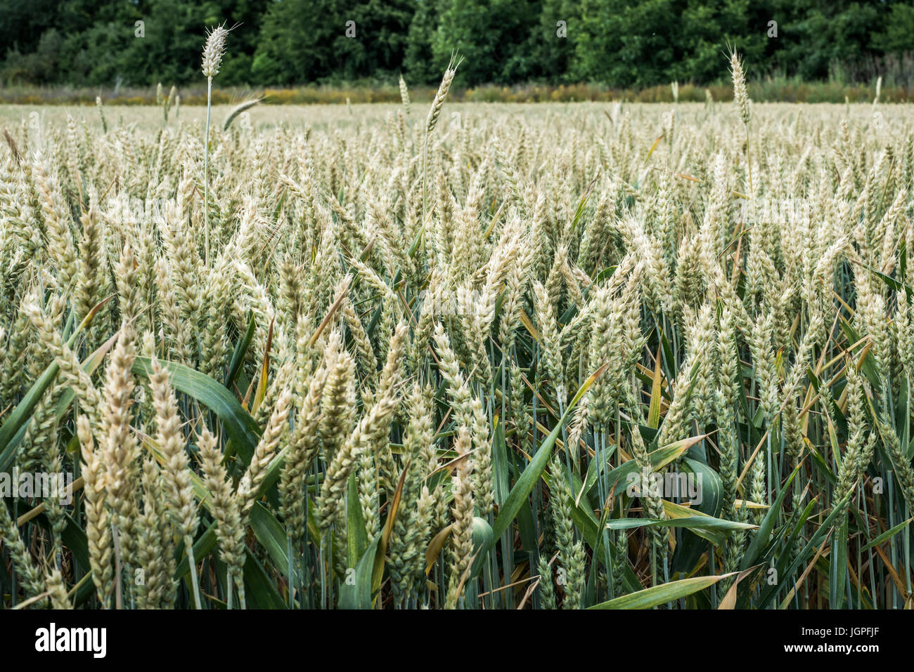 Wheat field Ears of golden wheat close up with Beautiful Nature ...