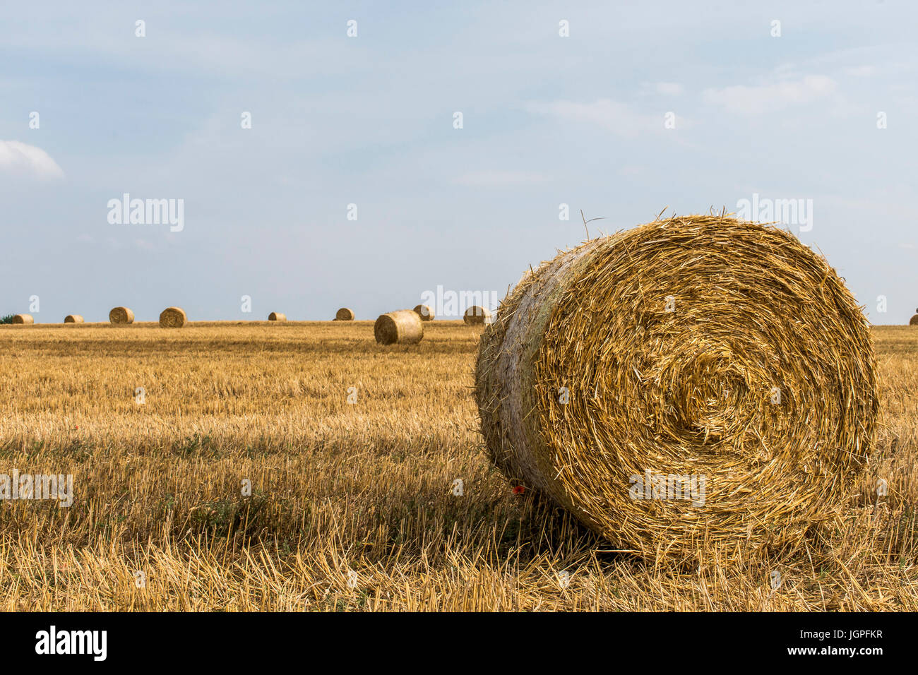 harvested field agriculture with straw bales during summer in germany ...