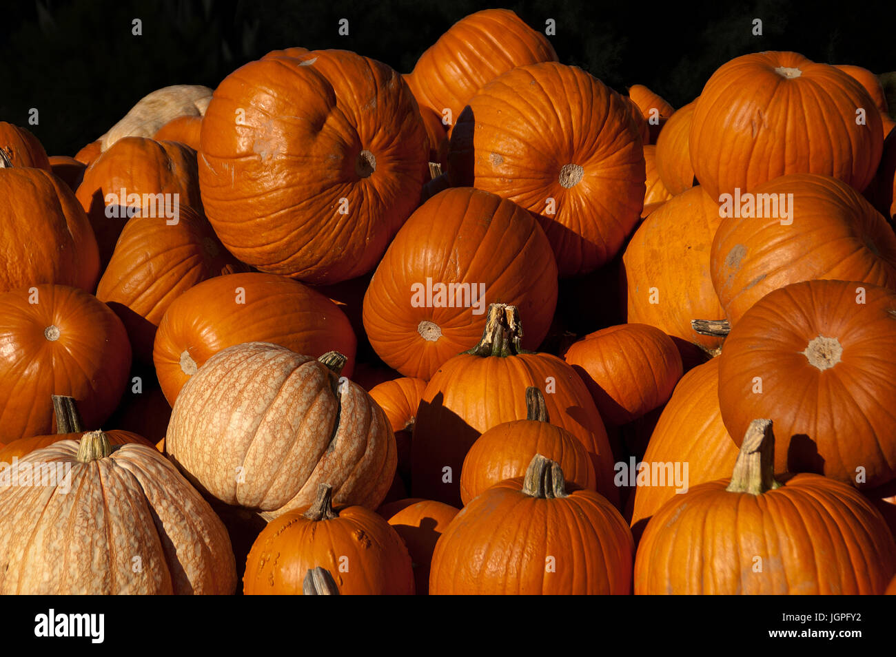 pumpkins, pumpkins, pumpkins Stock Photo - Alamy