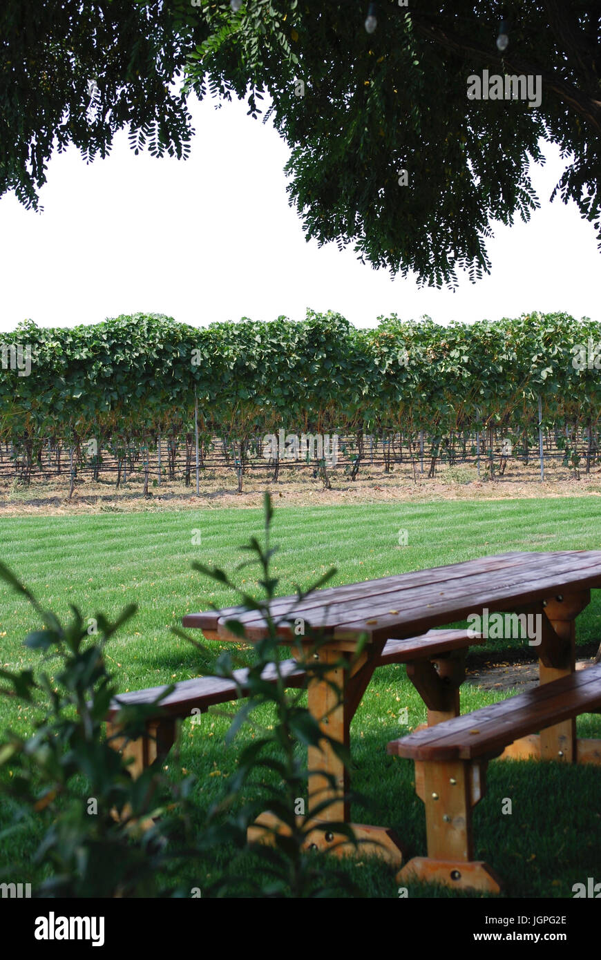 Vineyard picnic table and benches, Walla Walla Vintners Winery, Walla Walla, WA. USA Stock Photo