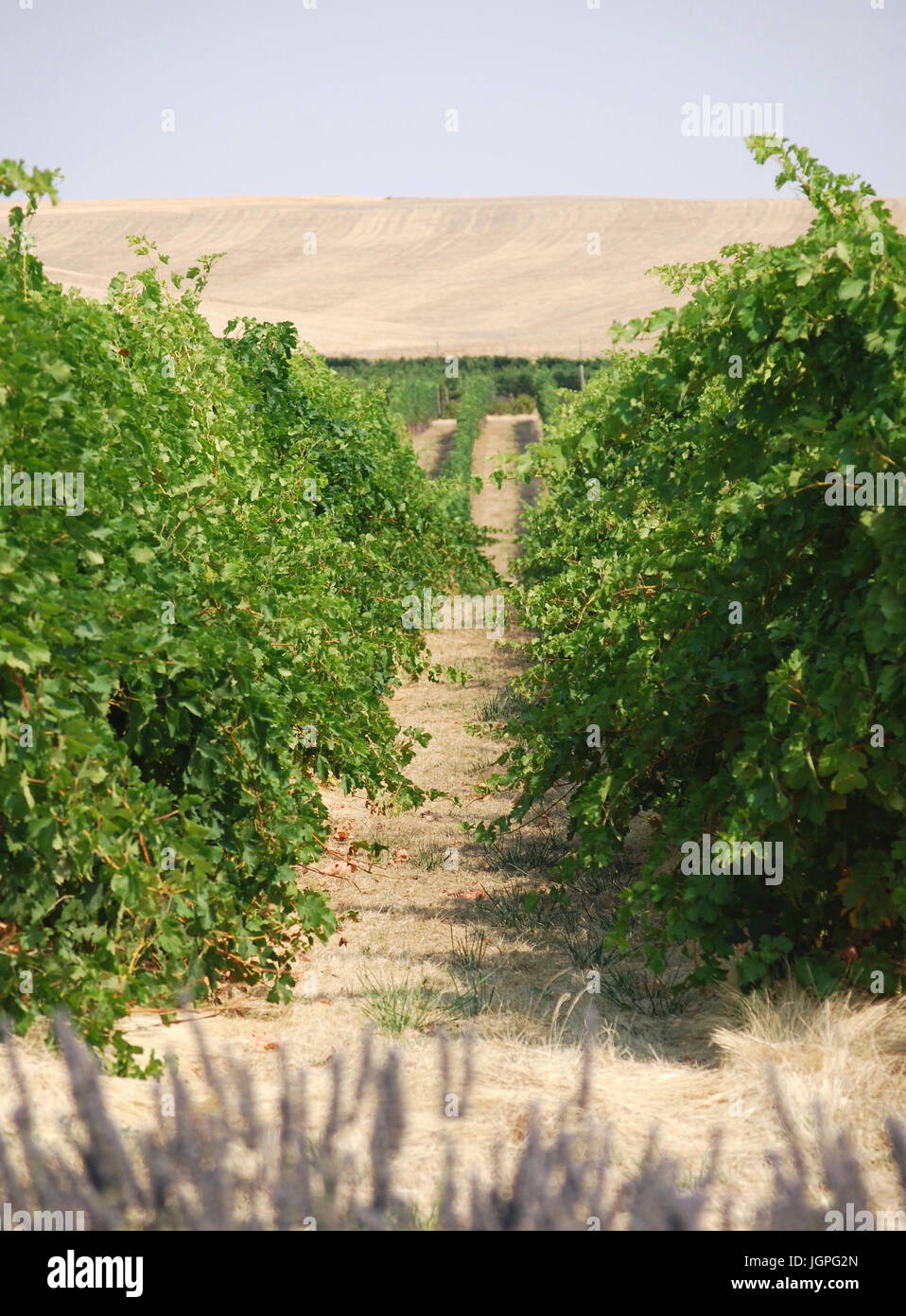 Rows of grapes growing in the vineyard - Walla Walla, WA. USA Stock Photo