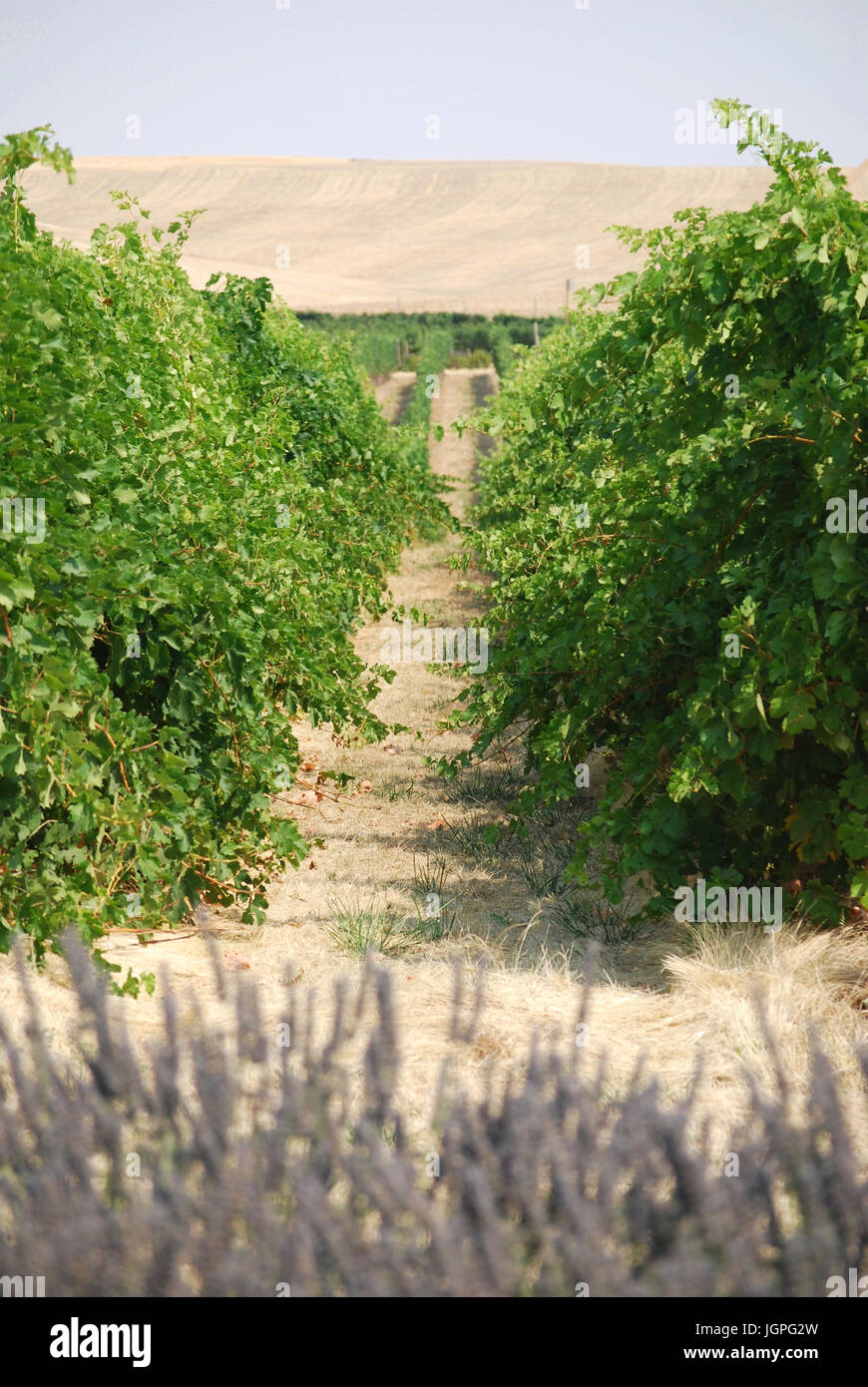 Grape vineyard  - walla walla, WA. USA Stock Photo