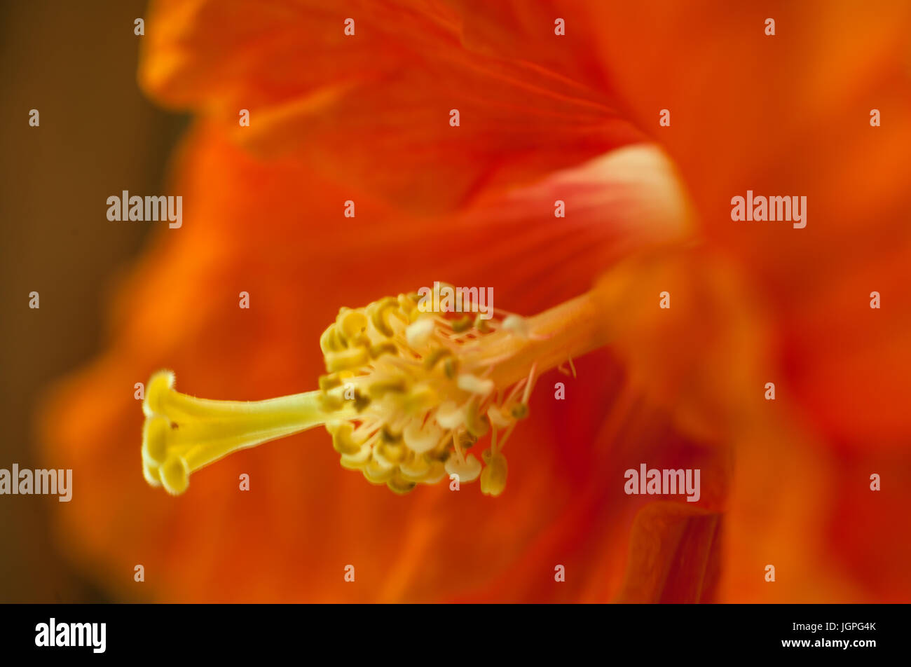 Hibiscus close up Stock Photo Alamy