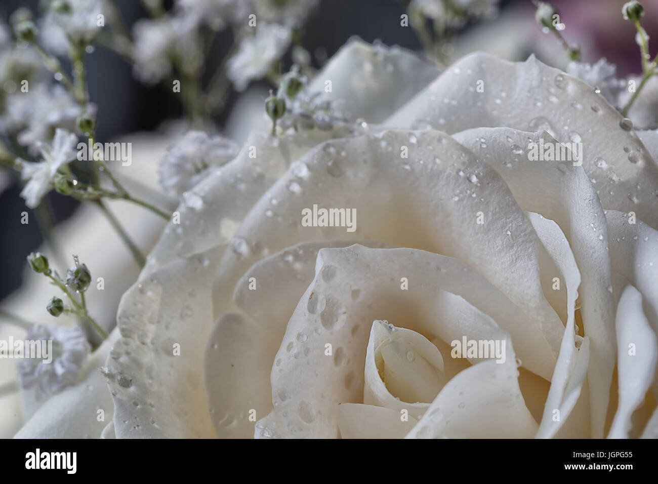 Soft white rose with water droplets hi-res stock photography and images ...