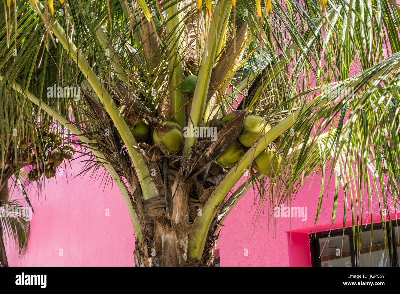 Coconuts on a palm tree at the Playa Mia Resort. Cozumel, Mexico Stock