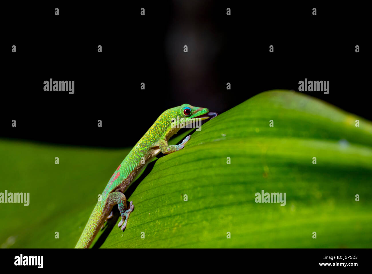 Gold Dust Day Gecko licking dew drops from a leaf, Hawaii Stock Photo