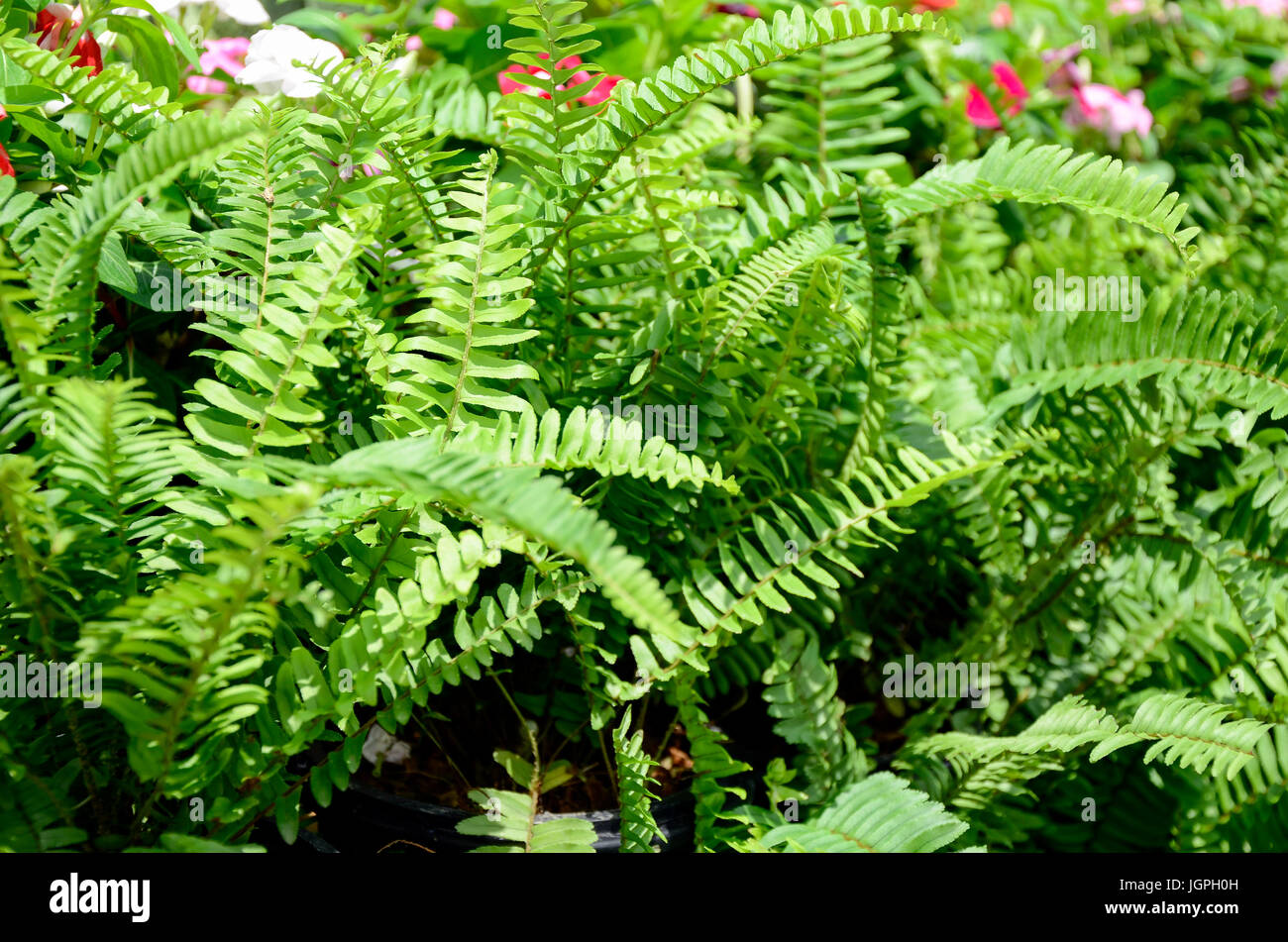 Green garden background of Fishbone Fern or Sword Fern (Nephrolepis cordifolia (L.) Presl.) Stock Photo