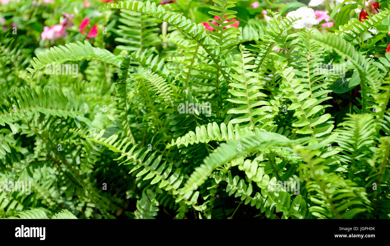 Green garden background of Fishbone Fern or Sword Fern (Nephrolepis cordifolia (L.) Presl.) Stock Photo
