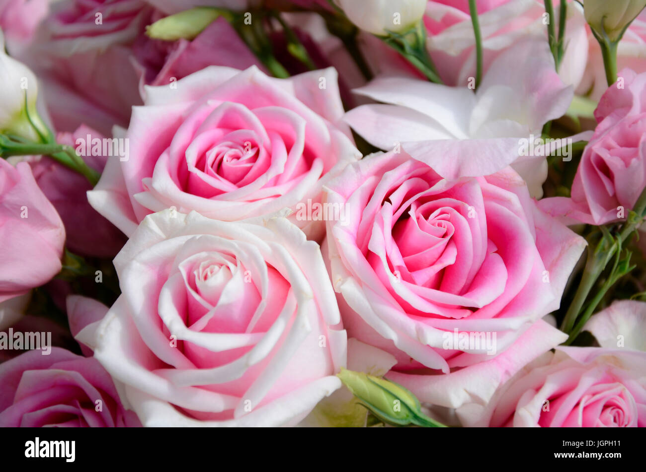 Pink rose bouquet hi-res stock photography and images - Alamy