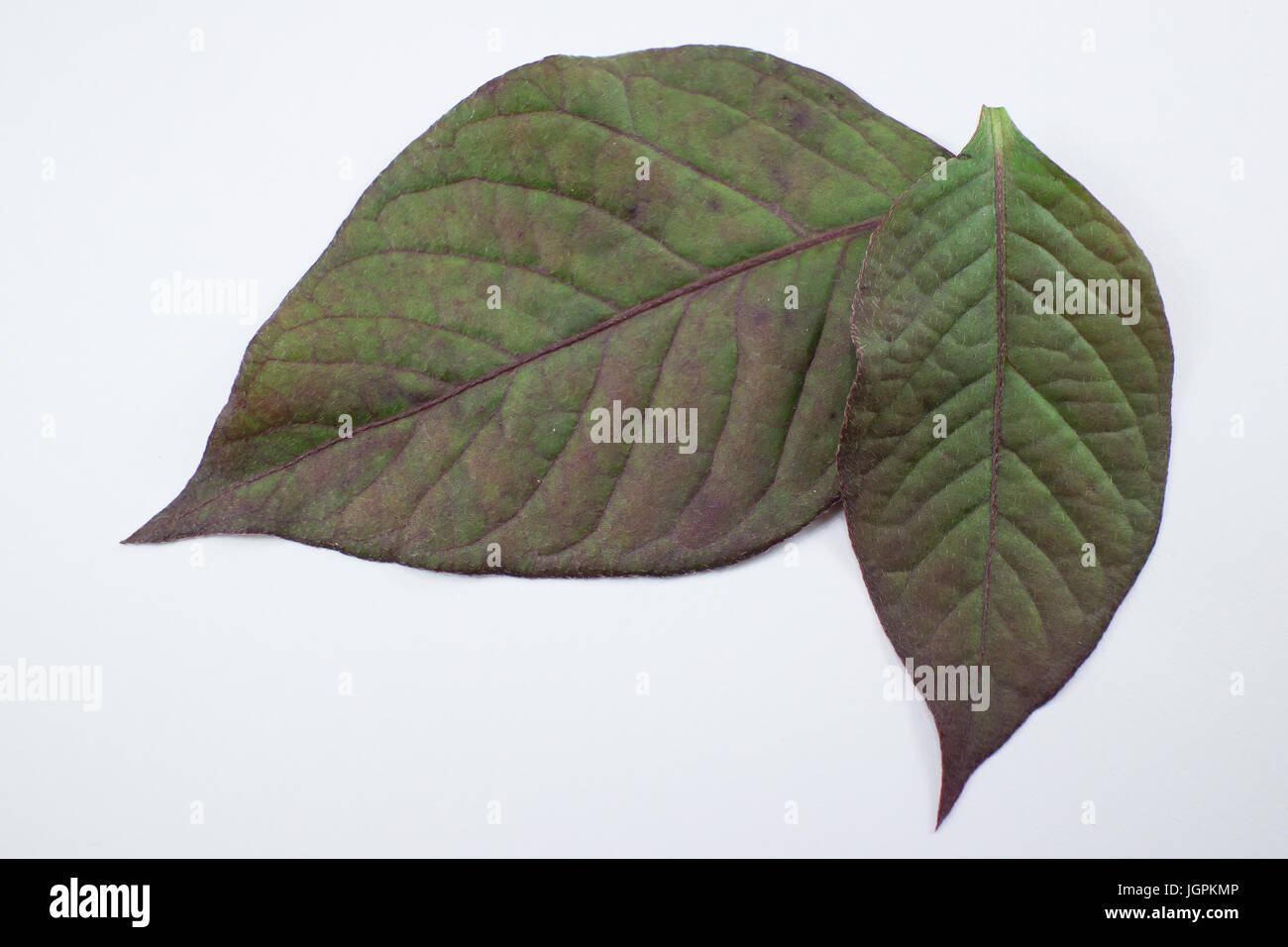 Red leaf of Red Ivy or Red flame ivy or Hemigraphis alternata isolated on white background Stock Photo