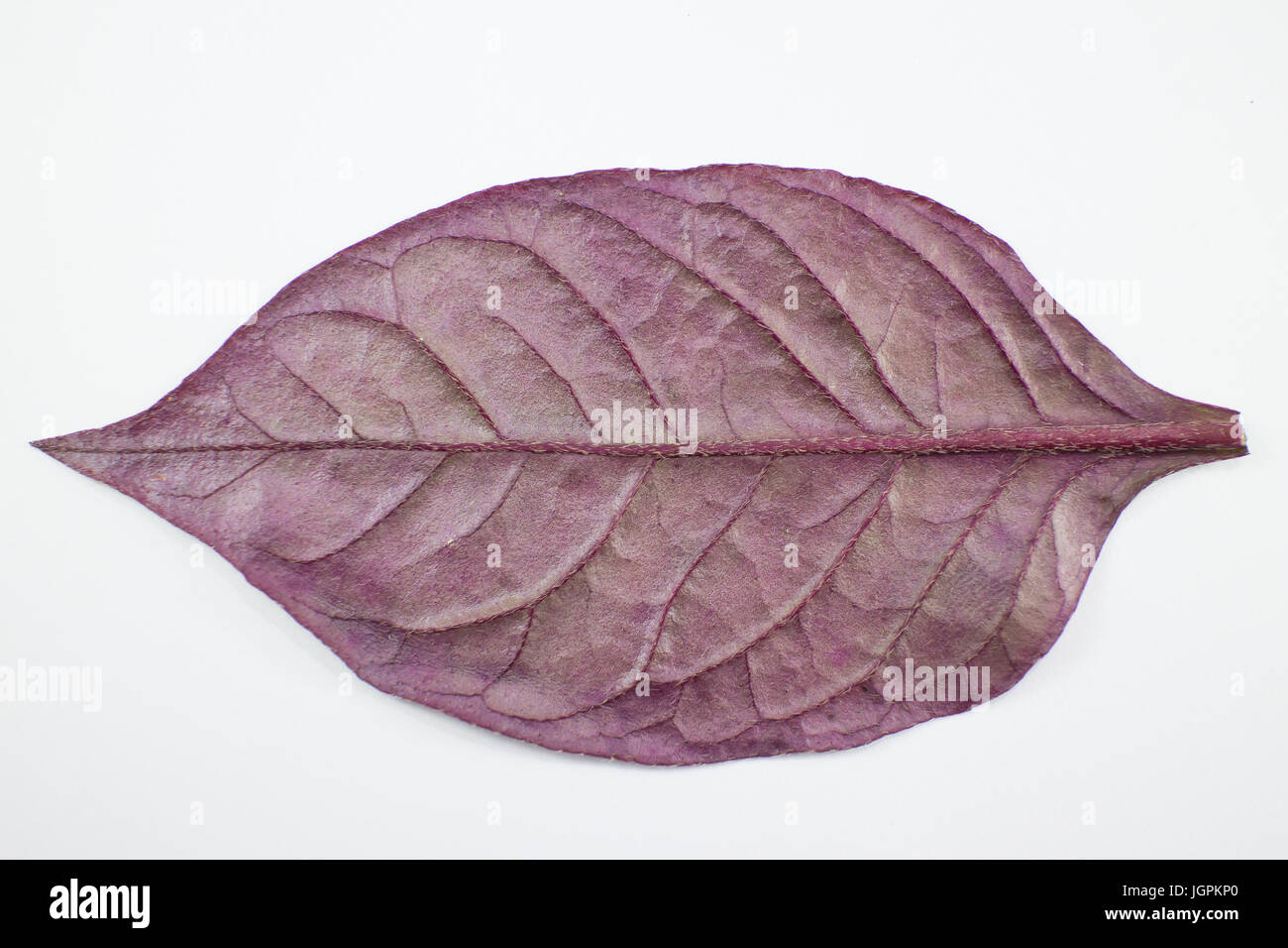 Red leaf of Red Ivy or Red flame ivy or Hemigraphis alternata isolated on white background Stock Photo