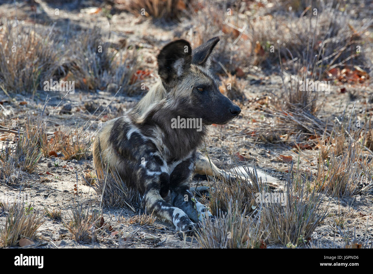 African Wild Dog, Lycoon pictus, lying down, Sabi Sands game reserve, South Africa Stock Photo