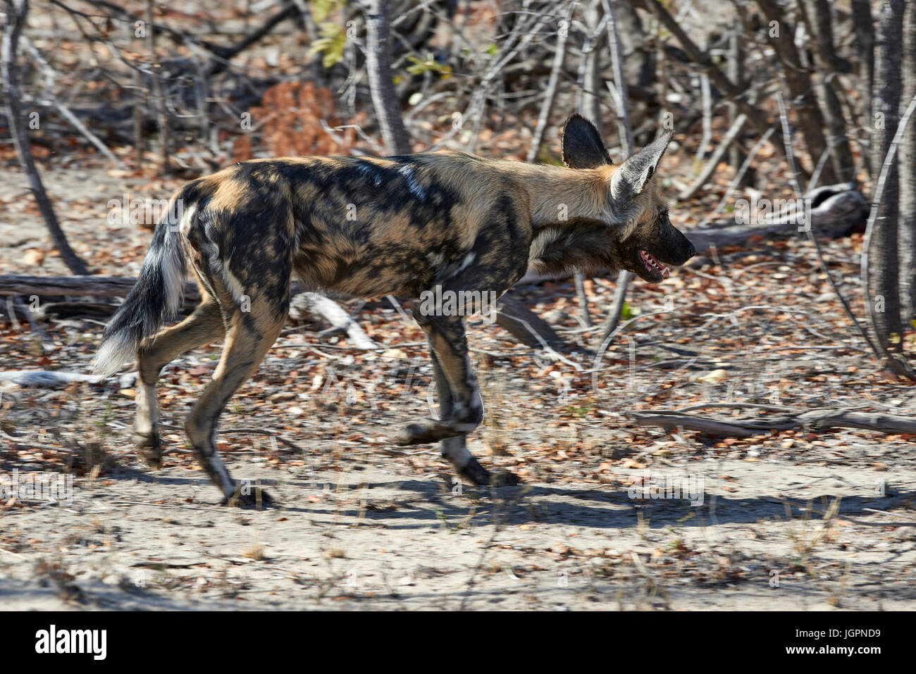 African Wild Dog, Lycoon pictus, trotting through the veld, Sabi Sands game reserve, South Africa Stock Photo